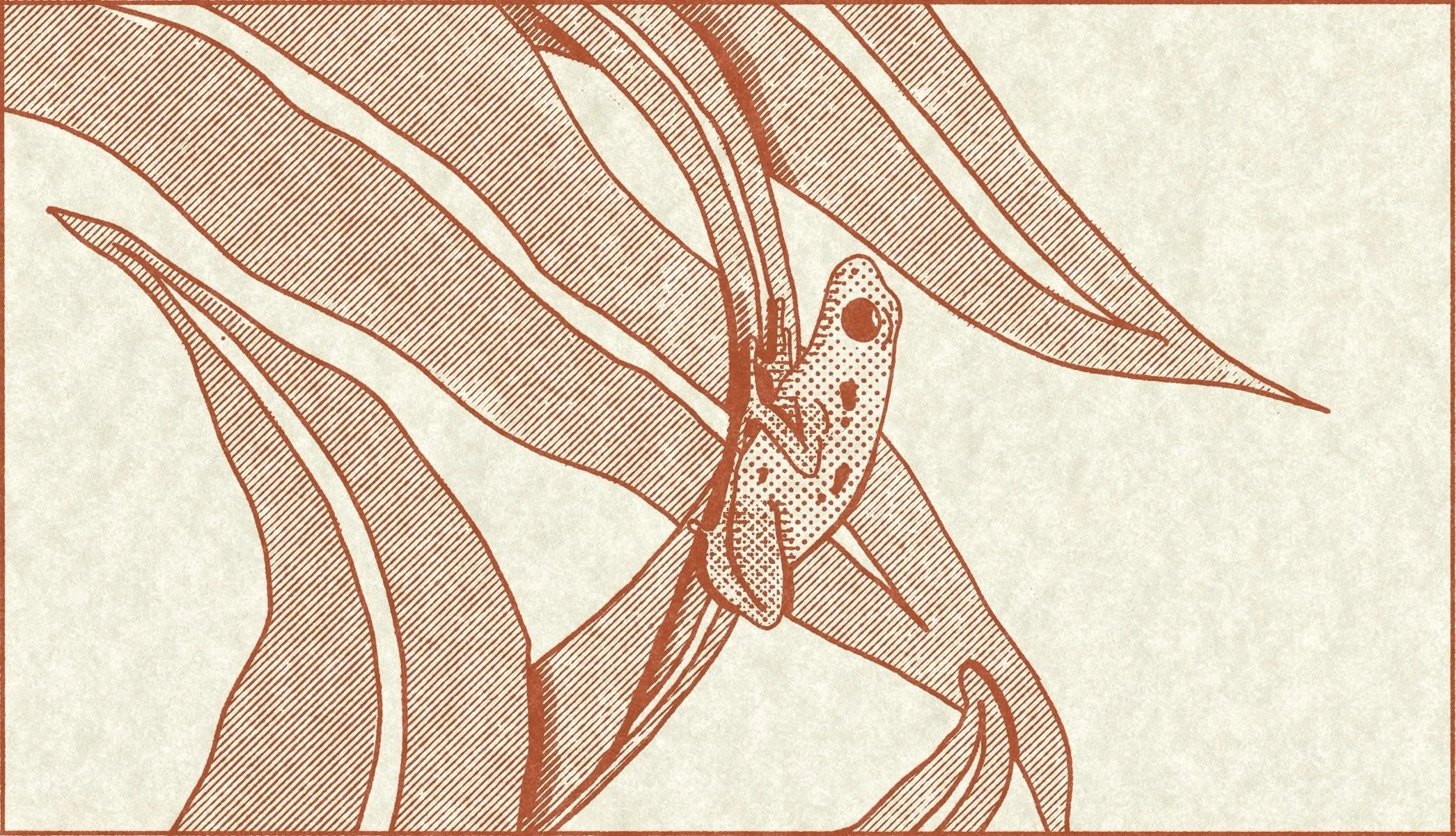 Cover image for Manaus, Opera and Pink Dolphins